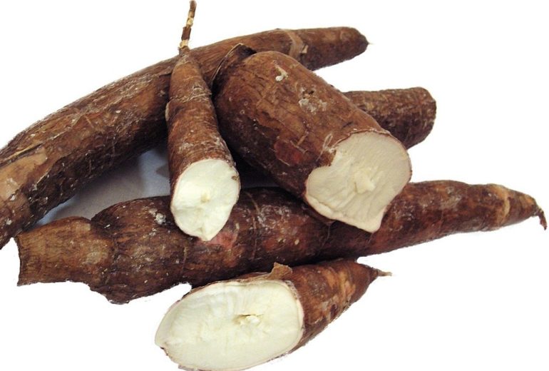 Per saperne di più: la manioca