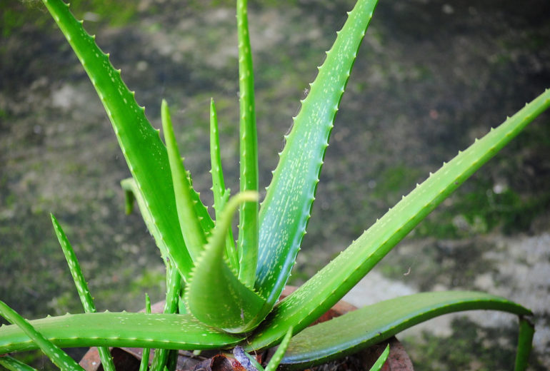 Per saperne di più: l’Aloe
