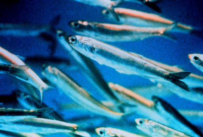 Per saperne di più: alici, acciughe e sardine
