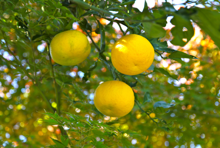 Per saperne di più: lo yuzu