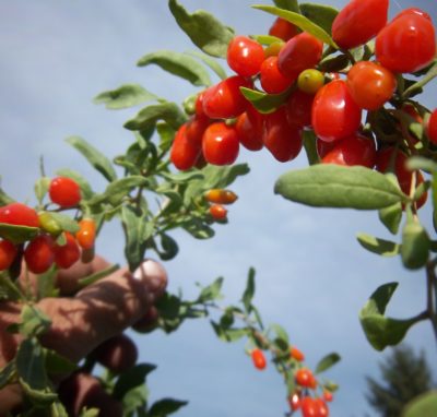 Per saperne di più: il Goji