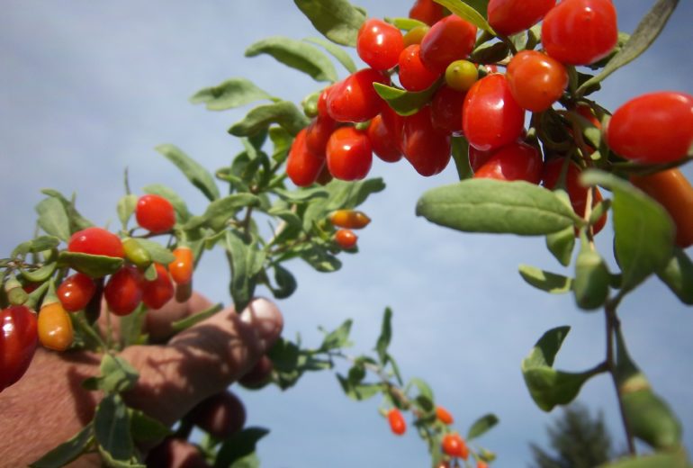 Per saperne di più: il Goji