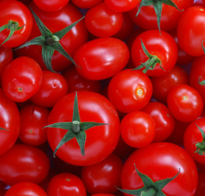 Per saperne di più: il pomodoro