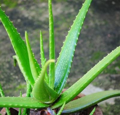 Per saperne di più: l’Aloe