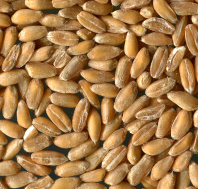 Per saperne di più: il farro