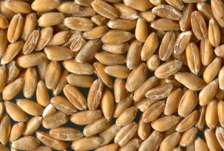 Per saperne di più: il farro