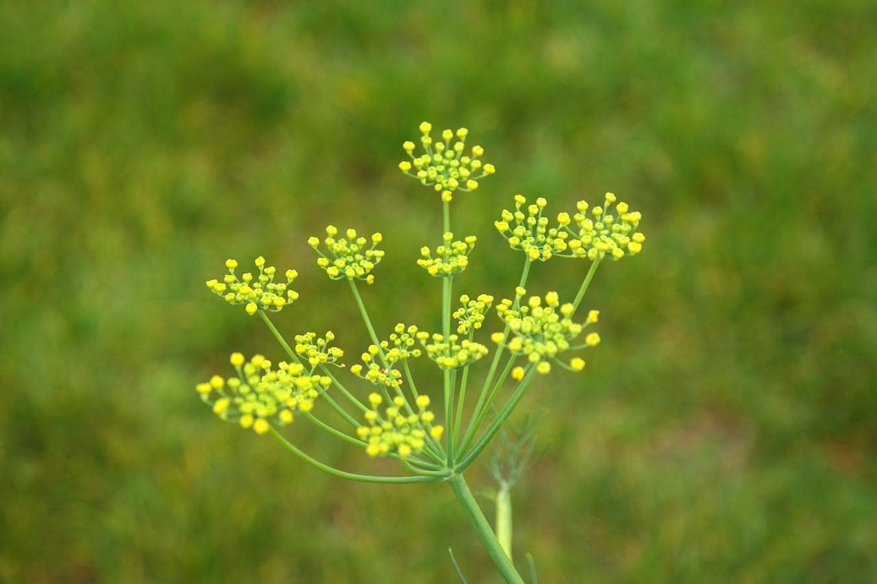 fennel-223059_1280