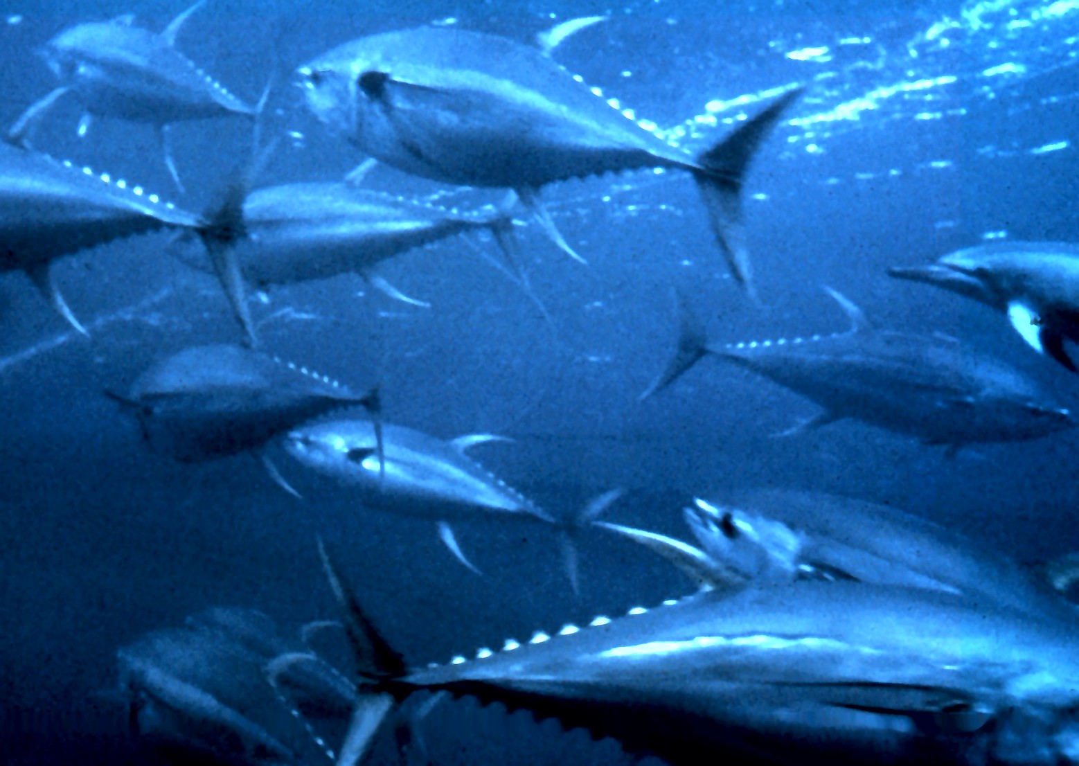 Yellowfin_tuna_nurp