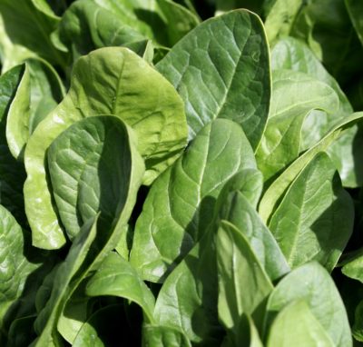 Per saperne di più: gli spinaci
