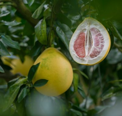 Per saperne di più: il pomelo