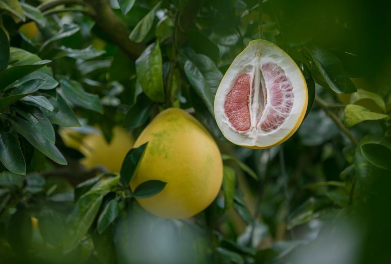 Per saperne di più: il pomelo